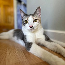 Photo of Pixie: playful sweetheart