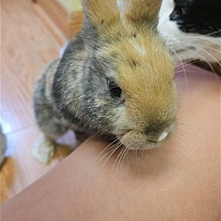 Thumbnail photo of Cinna-Bunn #3