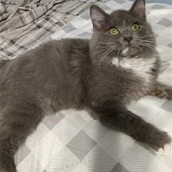 Photo of Lily - Fuzzy Gray Kitten - ADORABLE