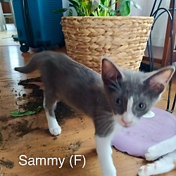 Photo of 44 - Sammy