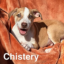 Thumbnail photo of Mama Glinda Pup - Chistery #2