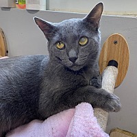 adopt a pet