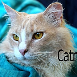 Thumbnail photo of Catniss #1