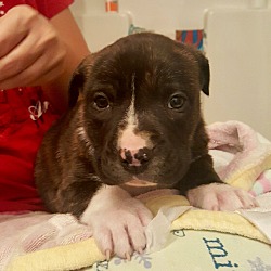 Thumbnail photo of Alex-ADOPTED #4