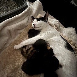 Photo of Mommy and Tarti ( kitten)
