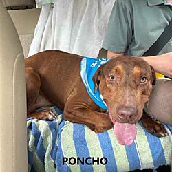 Thumbnail photo of Poncho #3