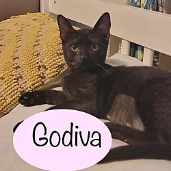 Thumbnail photo of Godiva #1