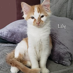 Photo of Lily 2024