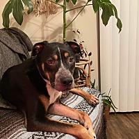 adopt a pet