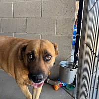 adopt a pet
