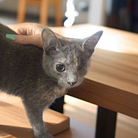 adopt a pet
