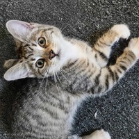 adopt-pet