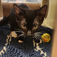 adopt a pet