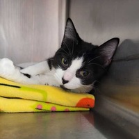 adopt a pet