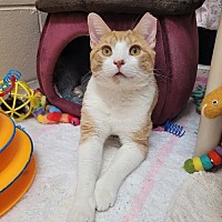 adopt a pet