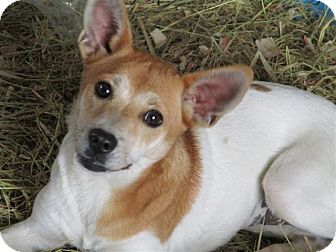 Liberty Center Oh Jack Russell Terrier Meet Butterfly A