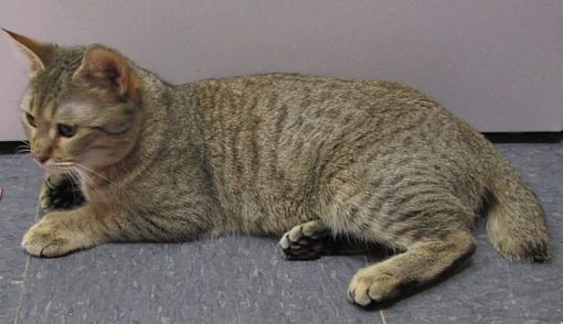 Witter Ar Bengal Meet Isabelle Purebred Pixie Bob A Pet For Adoption
