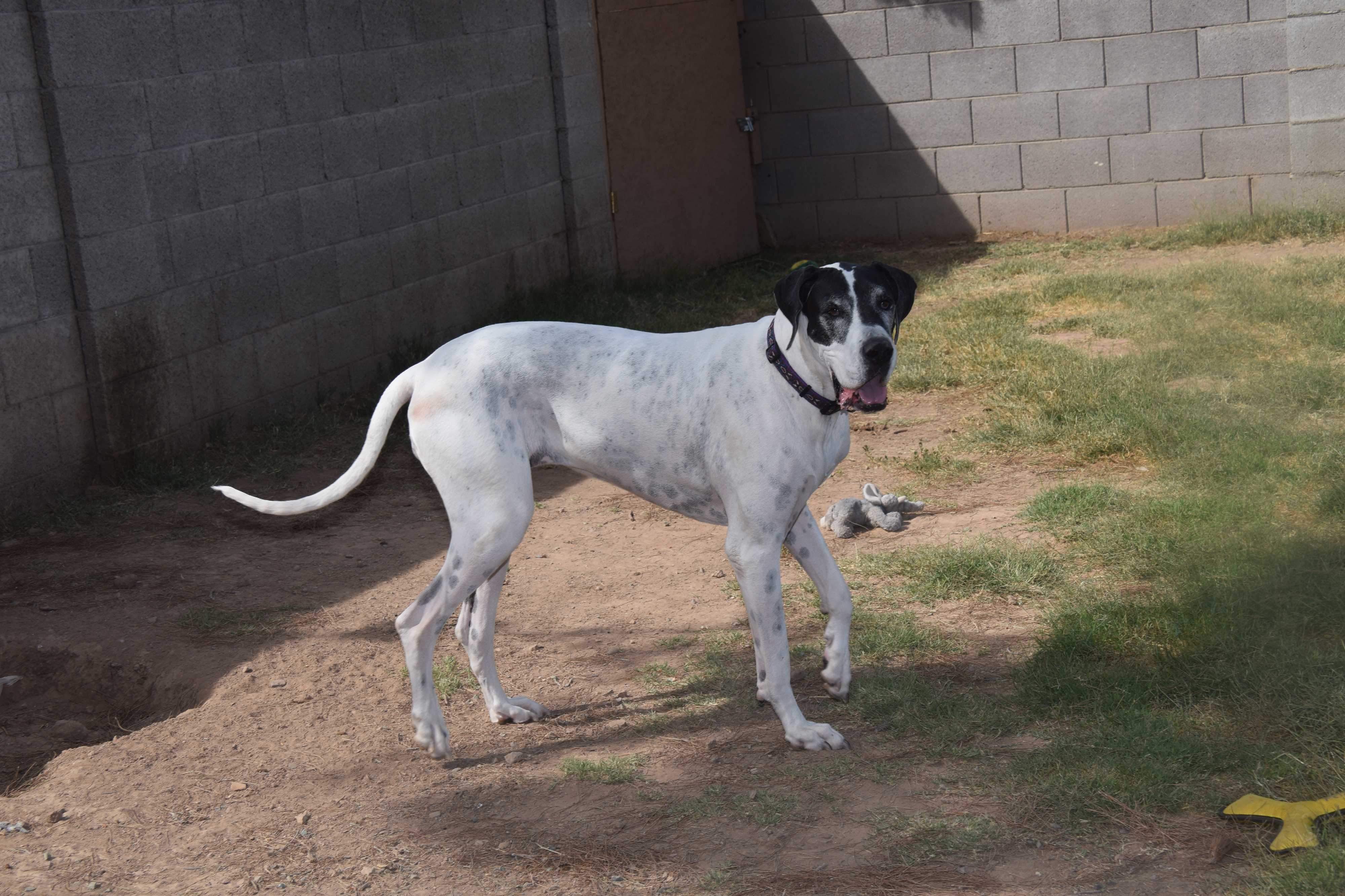Phoenix Az Great Dane Meet Sassy Sasha In Tucson A Pet For Adoption
