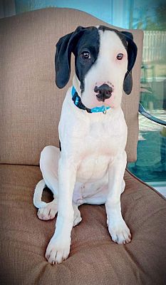 Sanford Fl Great Dane Meet Snoopy A Pet For Adoption