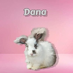 Photo of Dana (bonded to Dolly)