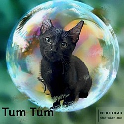 Photo of Tum Tum