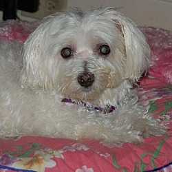 Photo of Lilly*Adopted