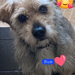 Photo of Rue