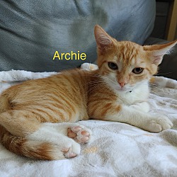 Thumbnail photo of Archie #1