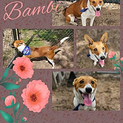 Thumbnail photo of Bambi #1