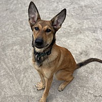adopt a pet