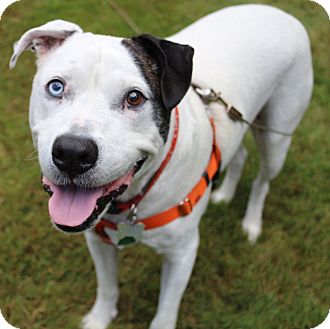 dalmatian staffy mix