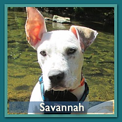 Photo of Savanna