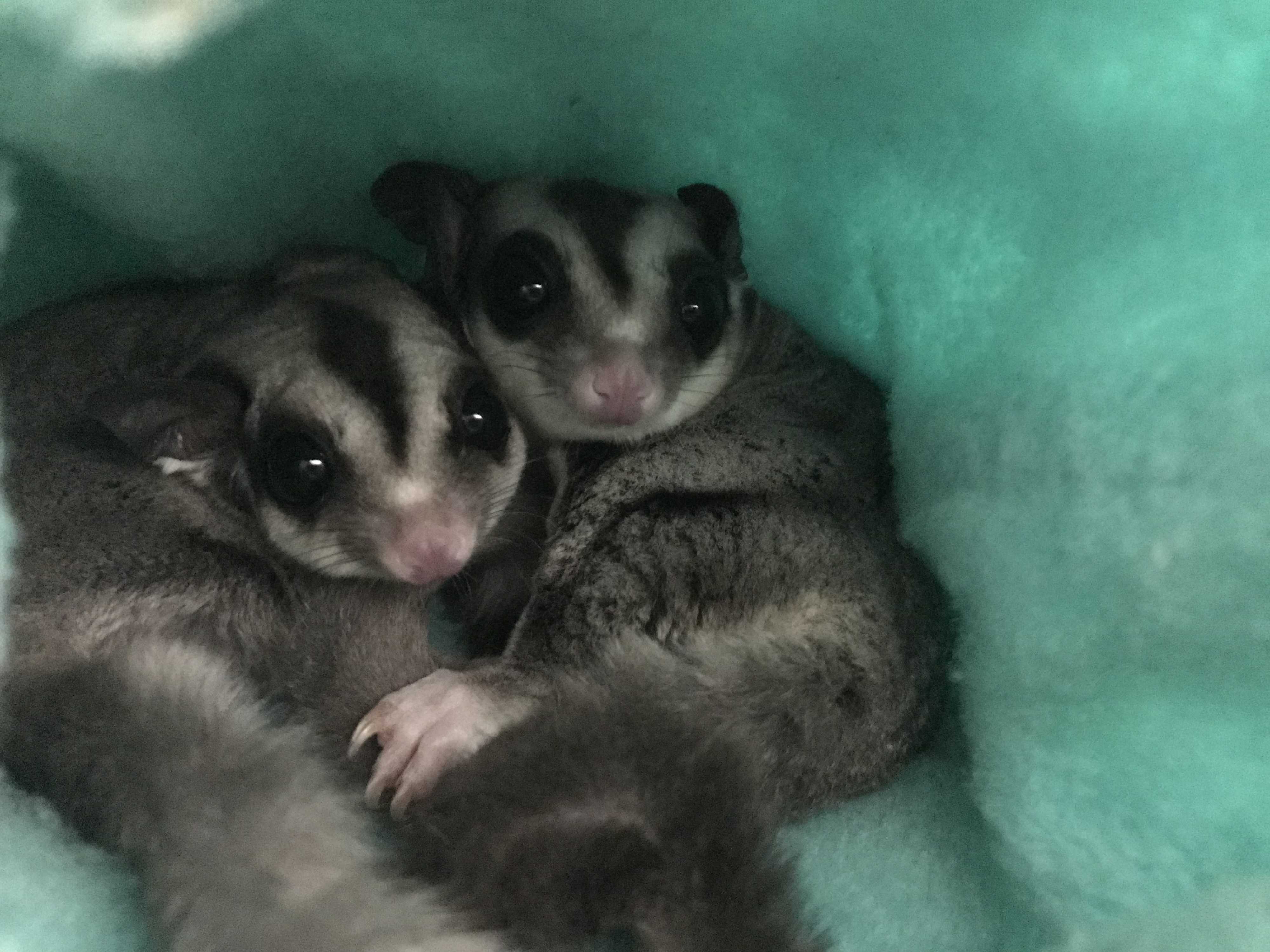 home sweet home sugar gliders