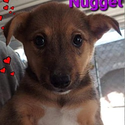 Thumbnail photo of Nugget #3