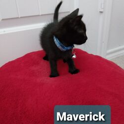 Photo of Maverick