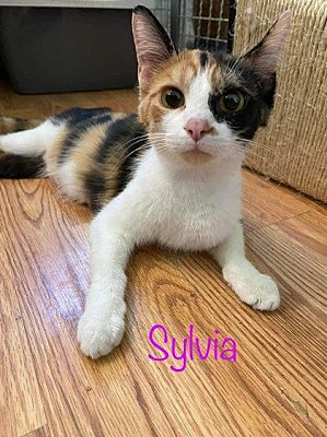 Newport, KY - Domestic Shorthair. Meet Sylvia a Pet for Adoption -  