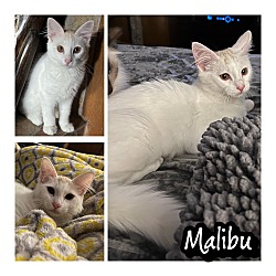 Thumbnail photo of Malibu #3