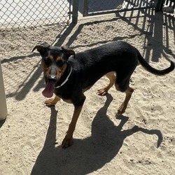 Photo of Dog