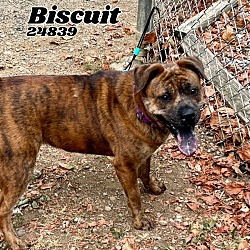 Thumbnail photo of Biscuit #3