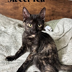 Thumbnail photo of Sweet Tea #3