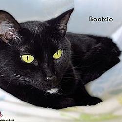 Thumbnail photo of Bootsie #3