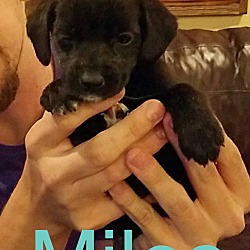 Thumbnail photo of Miles-Adoption Pending #3