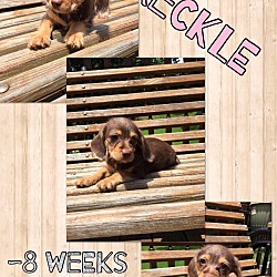 Thumbnail photo of Freckle (RBF) #1