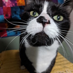Thumbnail photo of Buddy Cat #1