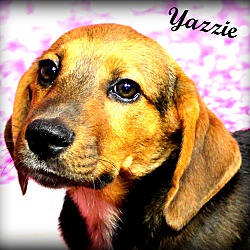 Thumbnail photo of Yazzie~adopted! #1