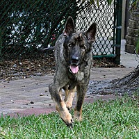 southwest gsd rescue