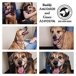 Thumbnail photo of Buddy #4