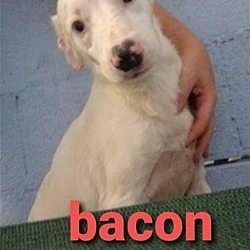 Thumbnail photo of Bacon * #2