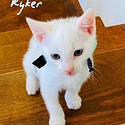 Thumbnail photo of Ryker #1