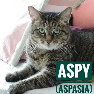 Photo of Aspasia